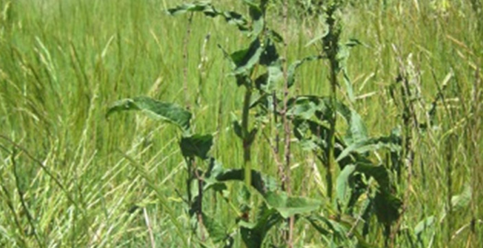 Broadleaf Weeds