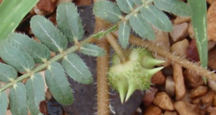 Bindi control - Avoid prickles in your lawn this summer