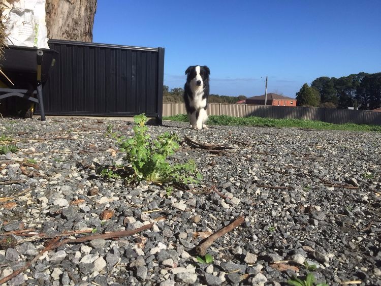 Tips to keep your pet safe when spraying weeds